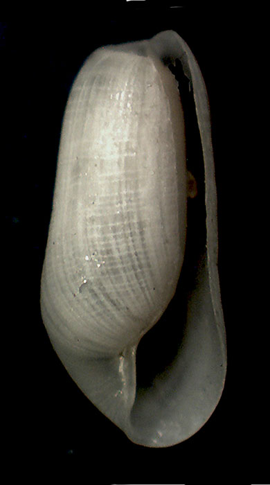 Retusa fourieri